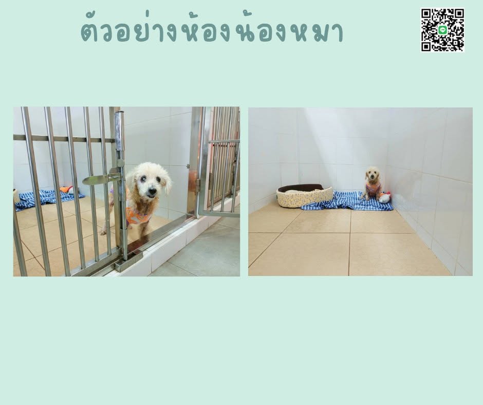 ตัวอย่างน้องหมาที่มาฝากเลี้ยง