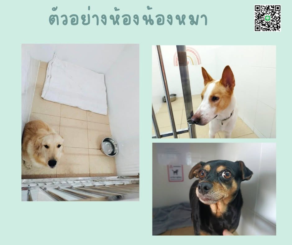 ตัวอย่างน้องหมาที่มาฝากเลี้ยง